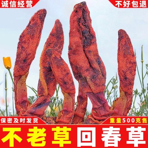 回春草野生不老草云南泡酒药材配方泡水顶天柱鹿仙草粉500g回心草