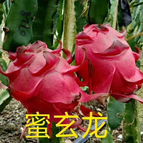 蜜玄龙火龙果