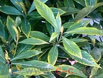 广东金丝楠苗&广东金丝楠木苗&广东专业金丝楠苗