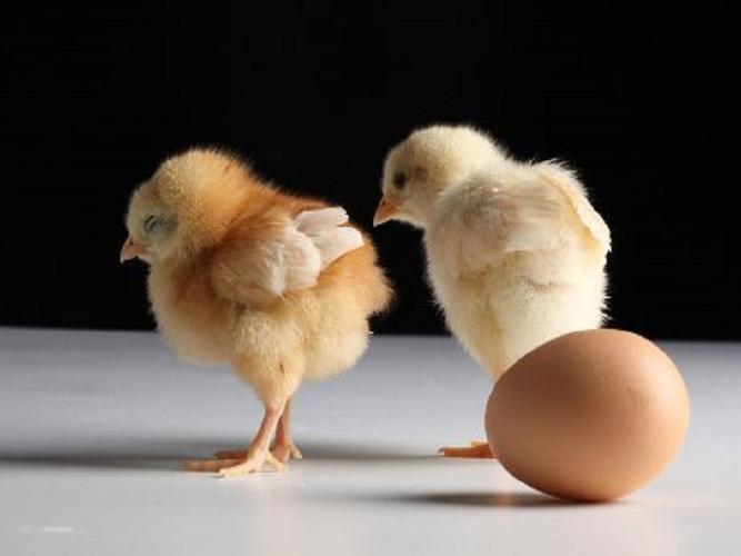 为什么鸡蛋能孵出小鸡?