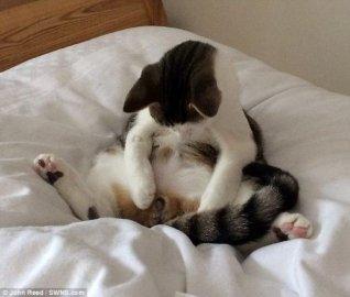 绝望猫被阉表情走红 盯着自己的伤口似乎很困惑