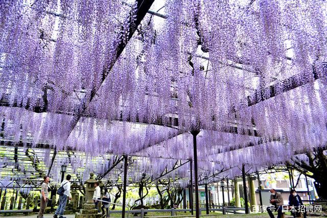 600岁紫藤花被剪掉