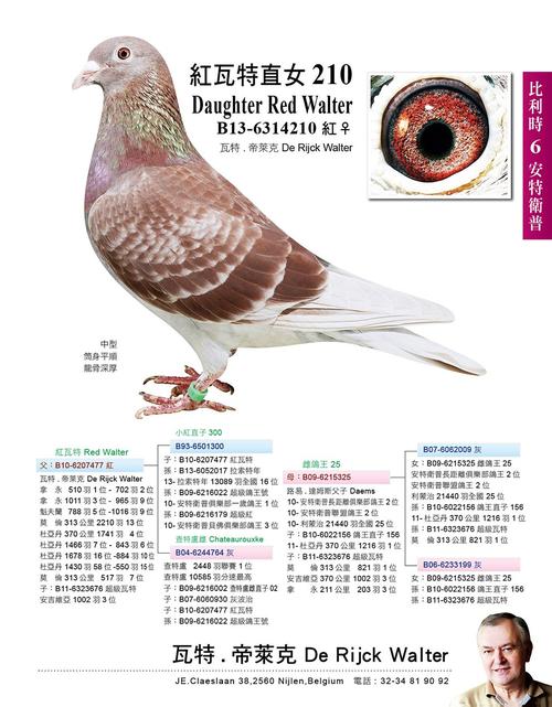瓦特-2017 kbdb最佳鸽舍全国5位
