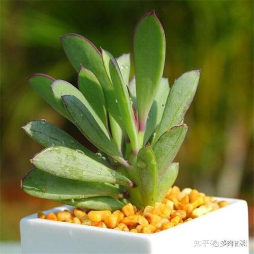 多肉植物菊科千里光属图鉴
