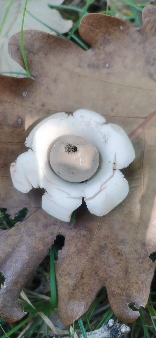 秋高气爽上山寻宝|中国药用孢子植物|蘑菇|甘草|出血