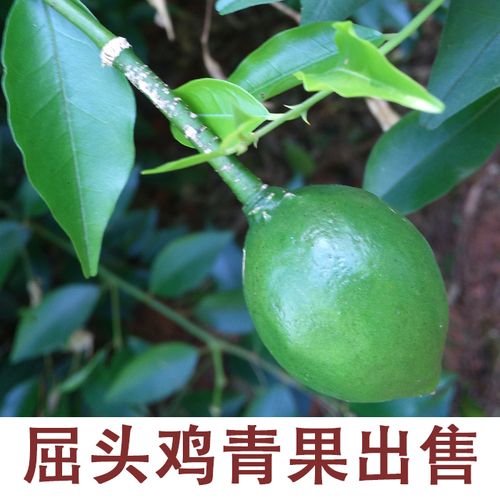 屈头鸡 水鸡头 马槟榔 马金南 山槟榔 水鸡仔 一斤 五斤包邮
