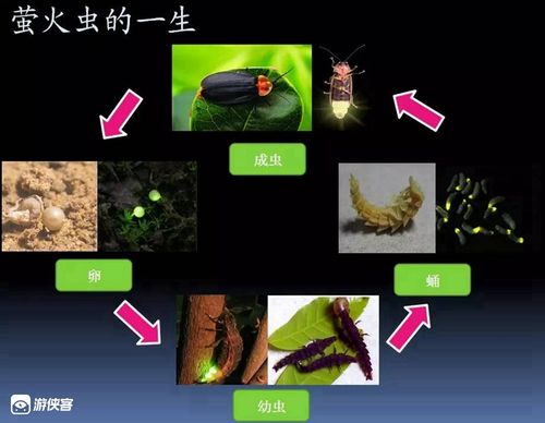 探索萤火之森,造访云栖竹径秘境,夜间生物知识科普,我和萤火虫有个
