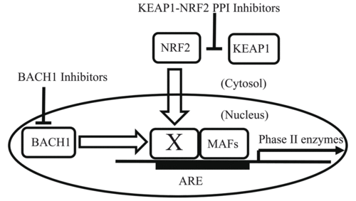 drugs like dimethyl fnrf2nrf2信号通路keap1nrf2信号通路keap1-nrf2