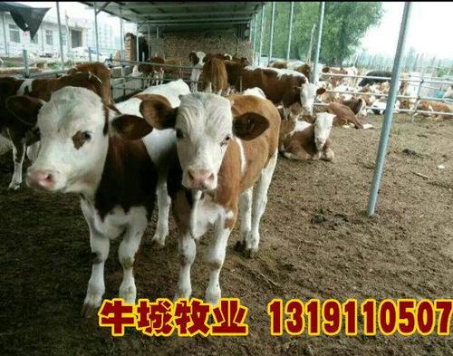 四川肉牛养殖四川肉牛养殖前景情况