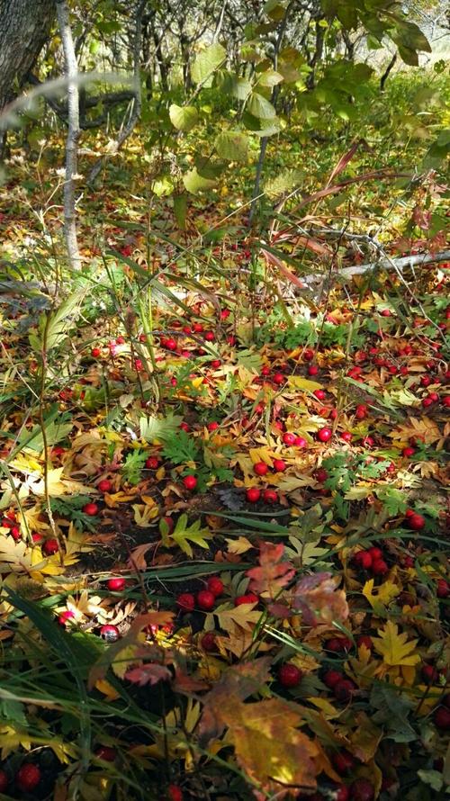 野山果落地片片红