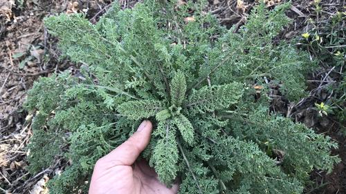 农民宁可不吃肉,也要吃的野菜"麦蒿",到底有啥好?看看