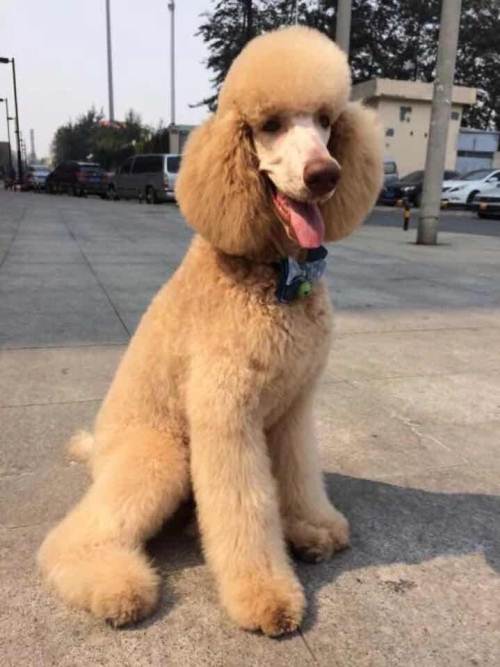 (领养)求香槟色巨贵,可付费