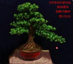 米叶罗汉松盆景 小叶罗汉松 珍珠罗汉松 盆景树桩 实物包邮