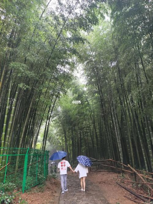 石塘竹海_石塘竹海景区_黄龙岘金陵茶文化旅游村自由行热门攻略_茶