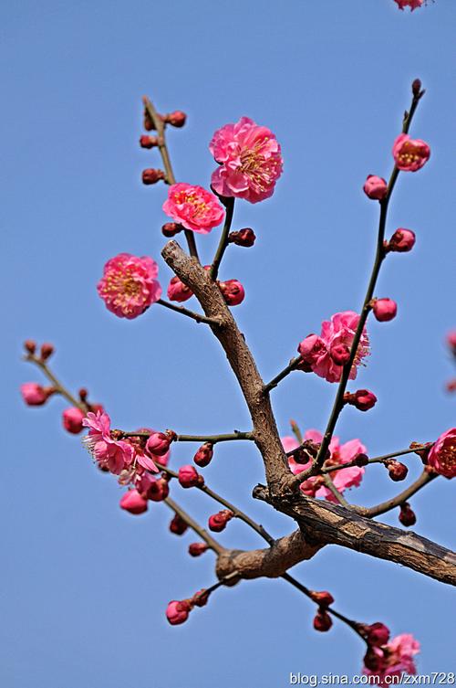 ( )这一枝,有点制作盆景梅花的"曲,欹,疏"的特点.