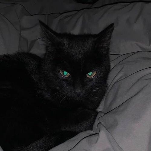 大家还有小黑猫的图片吗好可爱啊多图预警他又换头像啦