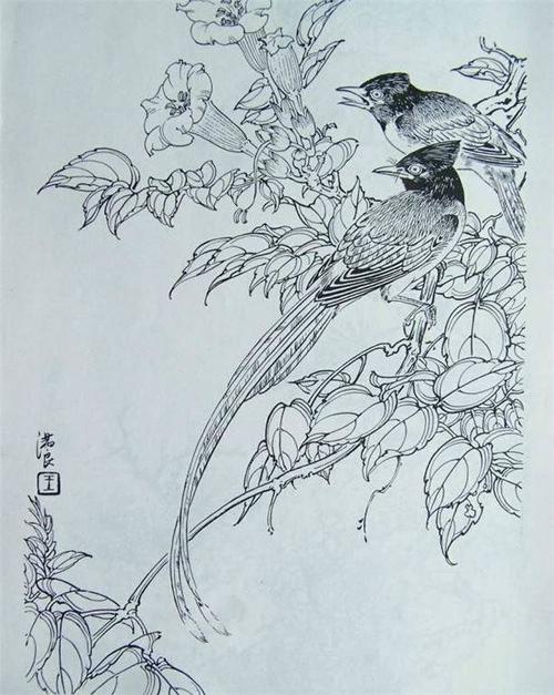 国画家王满良工笔白描花鸟稿10p