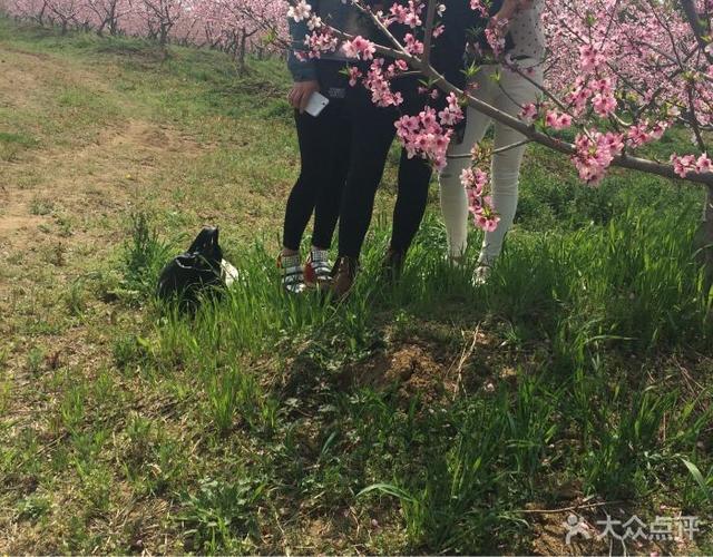 桃蹊农场三十岗基地图片