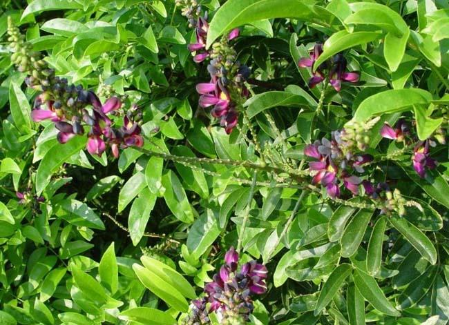 常绿木质藤本,无毛,新枝暗绿色,基部宿存有数枚三角状芽鳞.