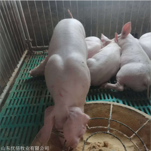 仔猪长白母猪价格优倍牧业猪苗近期行情价格