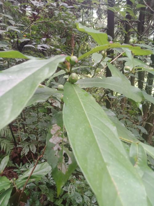 现挖白花牛奶树根
