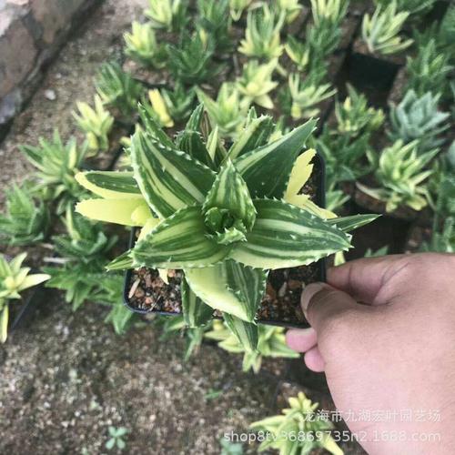 宏叶花卉 不夜城锦芦荟属自然锦多肉植物景观盆栽 沙生植物基地直