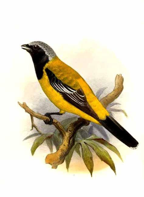  p>金鹃鵙是一种雀形目, a target="_blank" href="/item/山椒鸟科