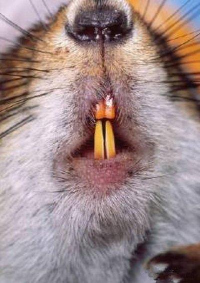 如果有人的牙齿不停地生长,会发生什么?