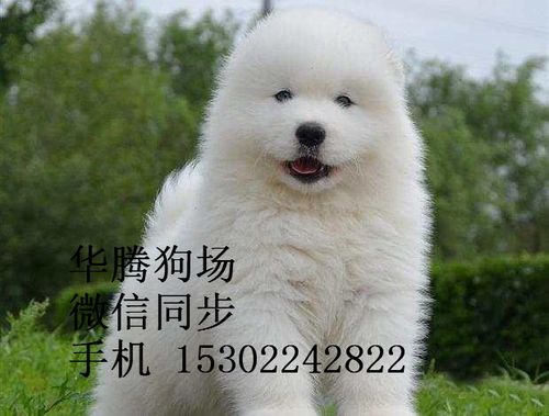 纯种萨摩耶雪橇犬白色大型犬萨摩耶