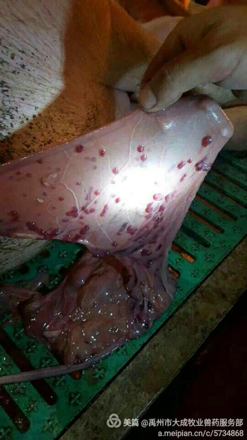 流产母猪胎衣上有1～3毫米的血泡(主要诊断依据)