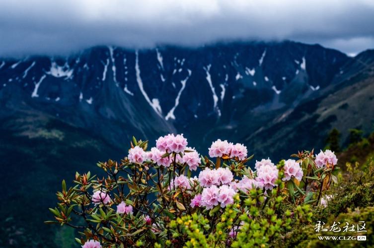 白马雪山天然的高山杜鹃花园