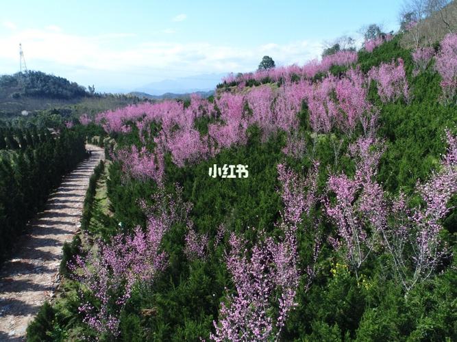崇州道明红旗村赏梅_大麦_出行_出行其他