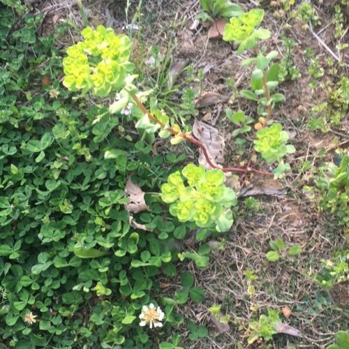 泽漆,中药名,又名五朵云,猫眼草,五凤草.春夏采集全草,晒干入药.