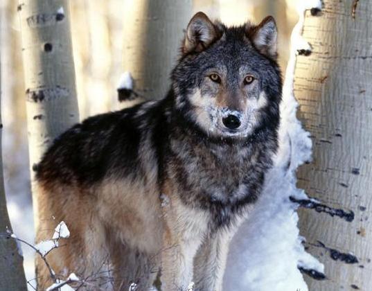 二是像童话里面与恶龙搏斗, 最后救下公主的骑士一般, 直面狼王攻击