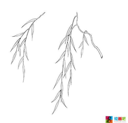 柳树图片 柳树简笔画图片8张