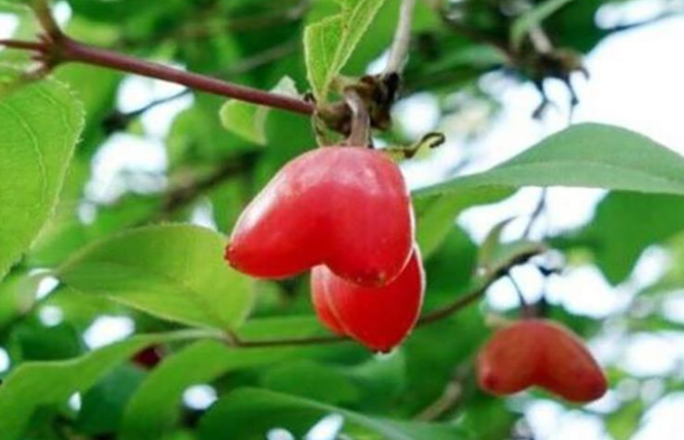 但是农村却有吃不完的野果子,走在乡间的羊肠小道上,路边树上的野果子