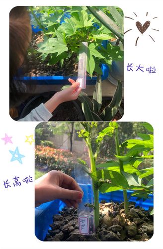 土豆番薯成长记录