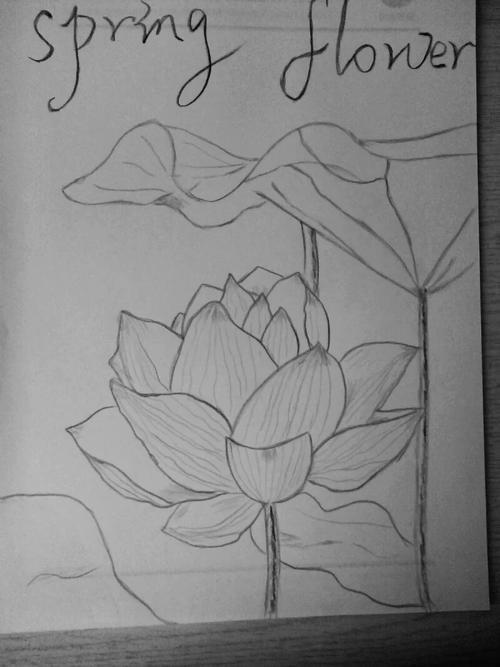 荷花素描铅笔画