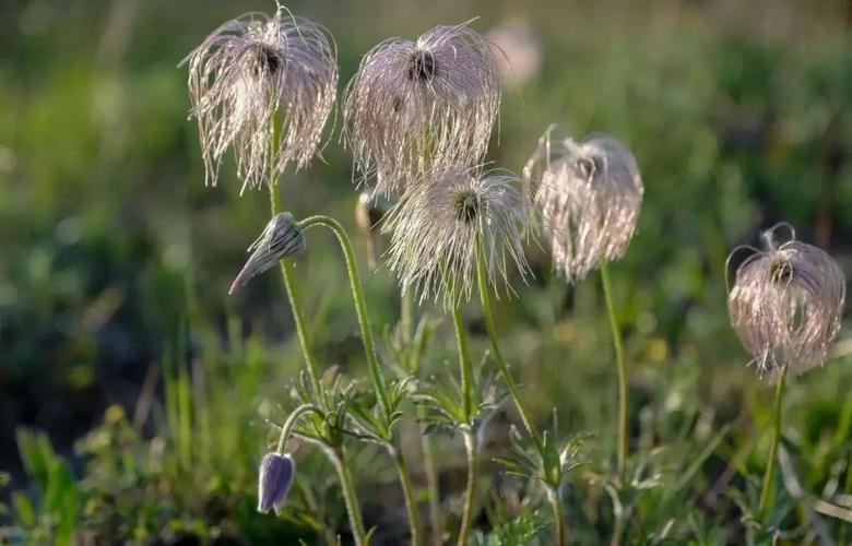 白头翁的功效与作用白头翁的繁殖方法