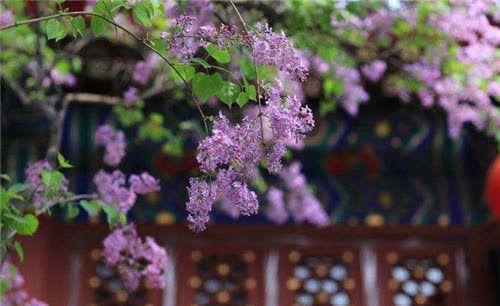 "那坟前开满鲜花",18年前爆火的《丁香花》,究竟是为谁所唱?