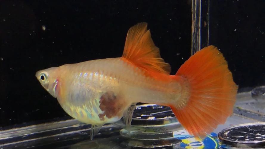 其它 孔雀鱼的体色分类 写美篇 白子母鱼被野生色公鱼打上,胎斑可以