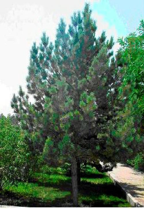 常绿乔木树种建设绿色家园