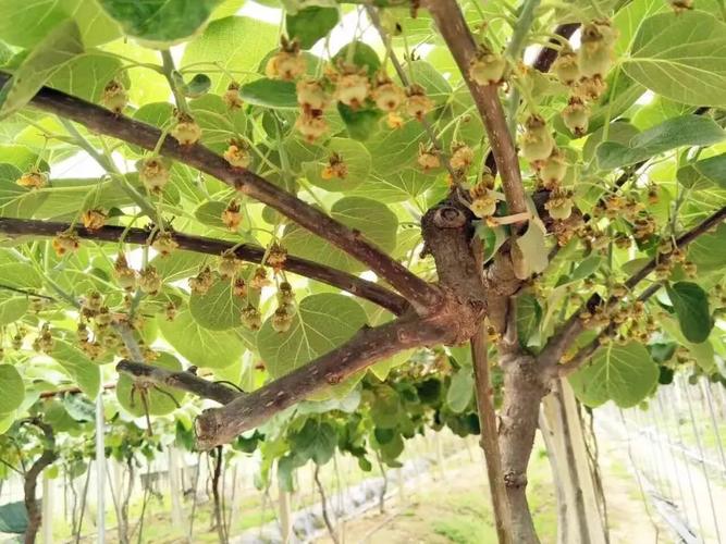 余杭这家果园的红心猕猴桃成熟了,人人有份!