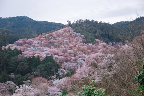 萌萌哒的小鹿是我的心头好,吉野山万株樱花盛放的美景也让我期待.