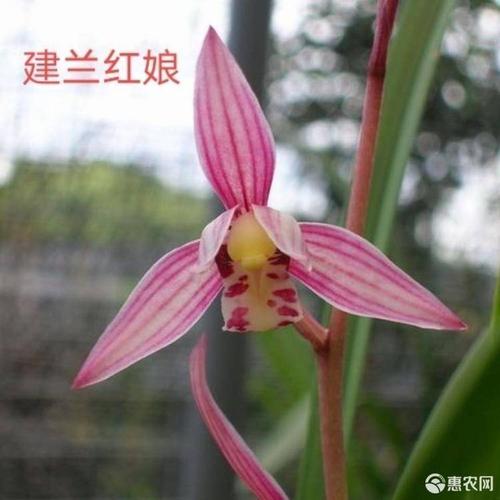兰花建兰精品色花香型《红娘》