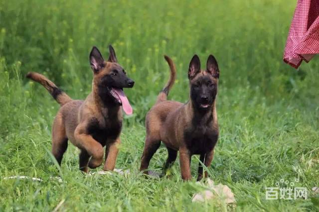 出售精品马犬 保纯种健康 体型好结构好 撕咬能力强