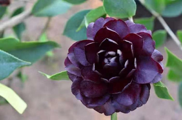 三明茶友要的,新品种茶花超级墨川,仔细看看…          赞同 添加