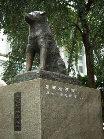 优美的音乐,感人的故事,无穷的回味——《忠犬八公》