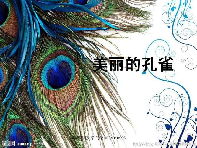 美丽的孔雀ppt
