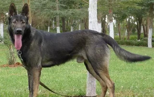 原创中国警界大骄傲―昆明犬